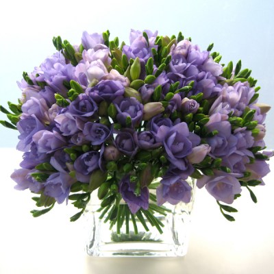 freesia-michael-george_28